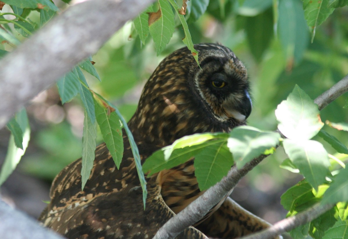 Short-eared Owl - ML597794161