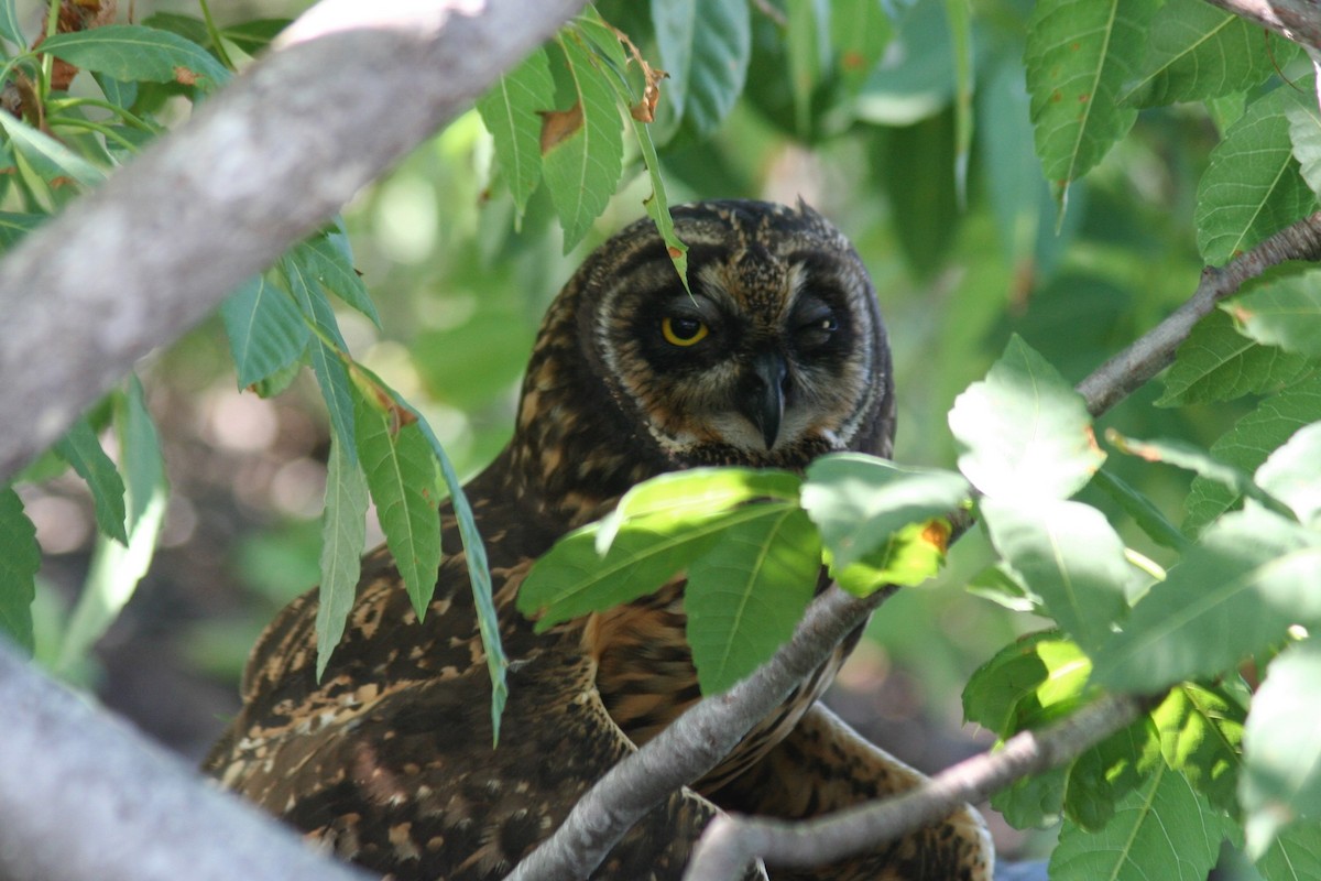 Short-eared Owl - ML597794171