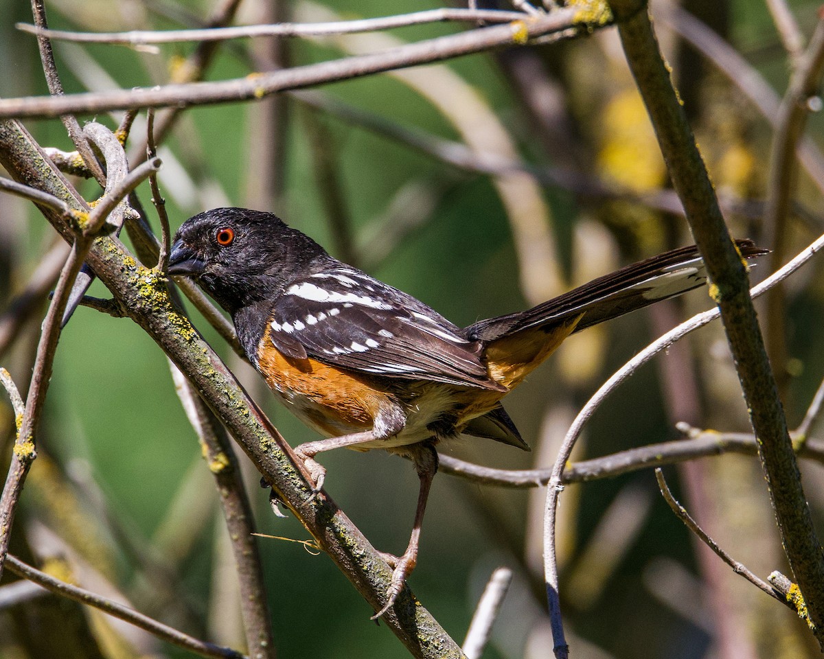 Spotted Towhee - ML597795671