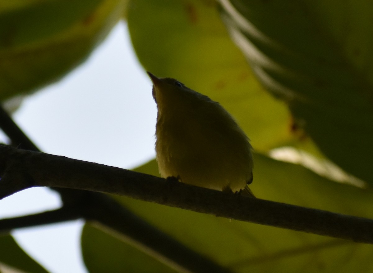 Yellow Warbler - ML597795961