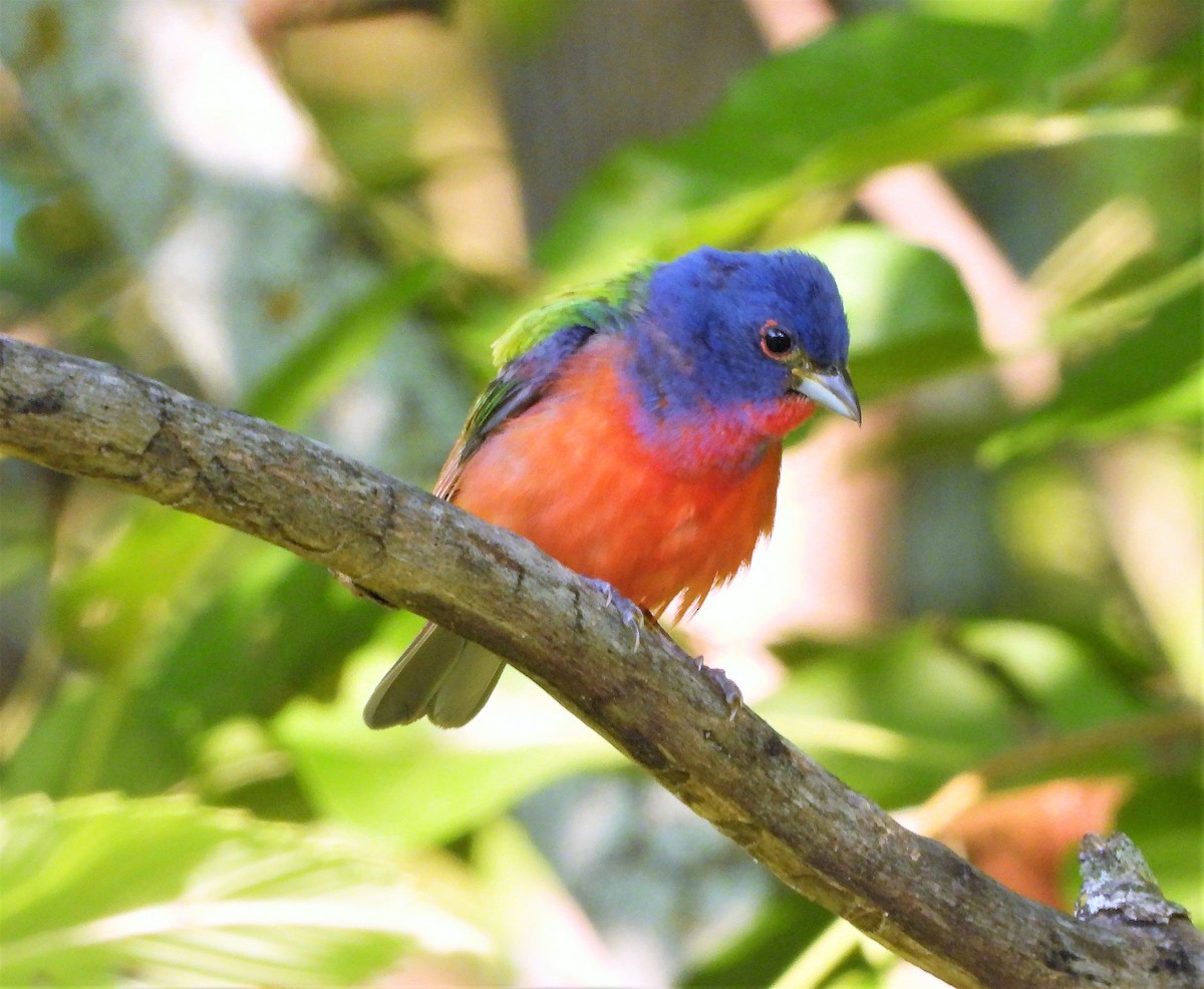 Painted Bunting - ML597796321