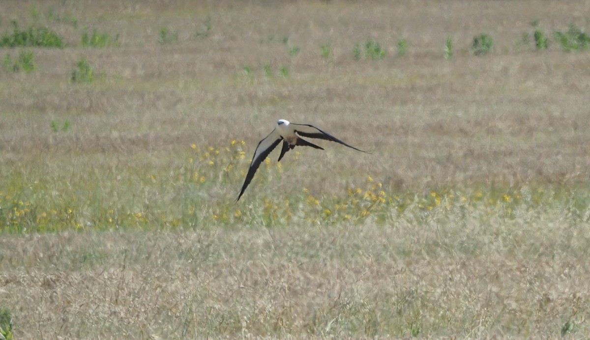 Swallow-tailed Kite - ML597801031