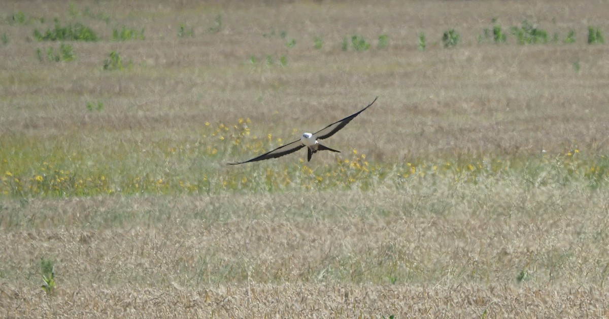 Swallow-tailed Kite - ML597801041