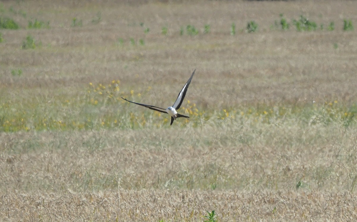 Swallow-tailed Kite - ML597801051