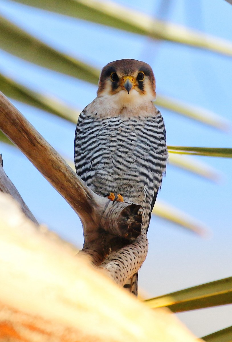 Red-necked Falcon - ML597801541