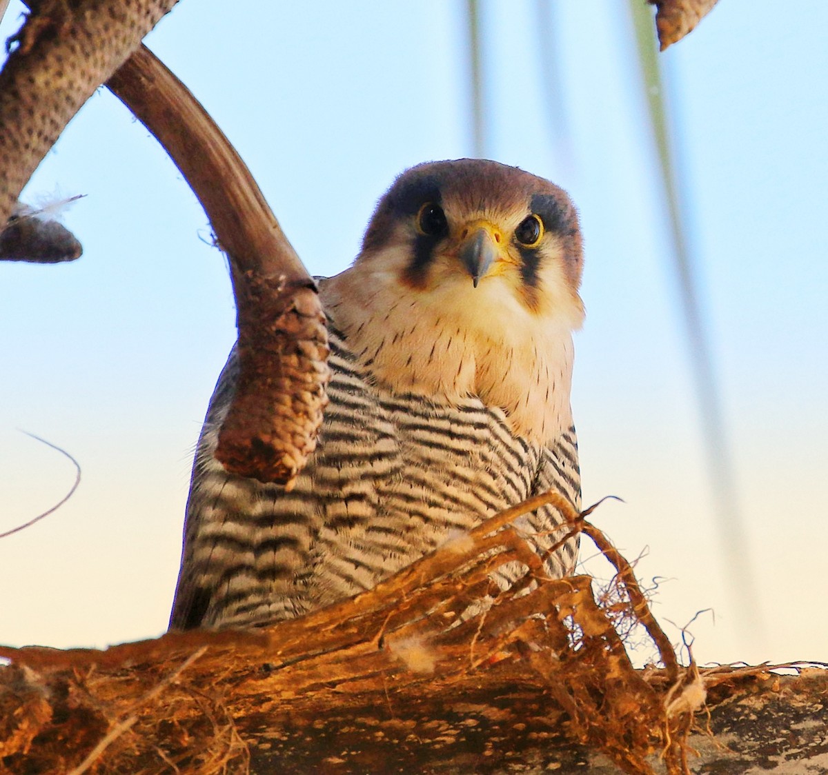 Red-necked Falcon - ML597801581