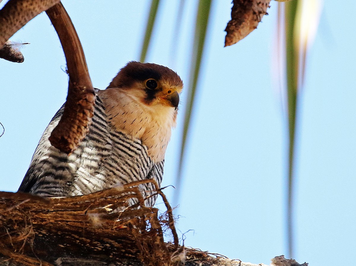 Red-necked Falcon - ML597801681