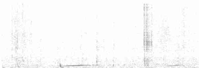 holub rudouchý - ML597805021