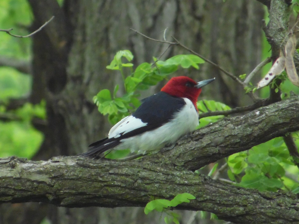 Red-headed Woodpecker - David Schrab