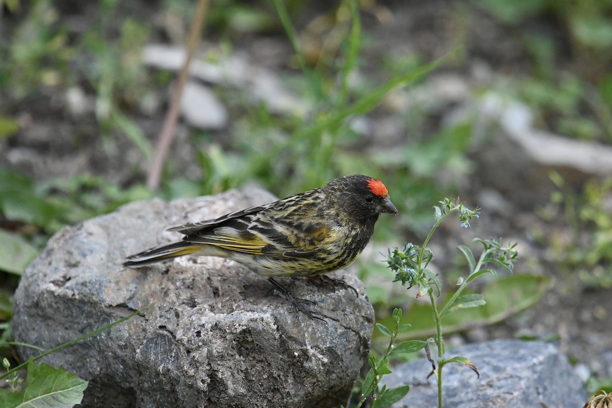 Fire-fronted Serin - ML597808381