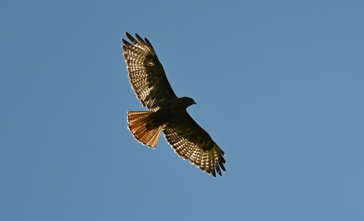Red-tailed Hawk - Tim Saylor