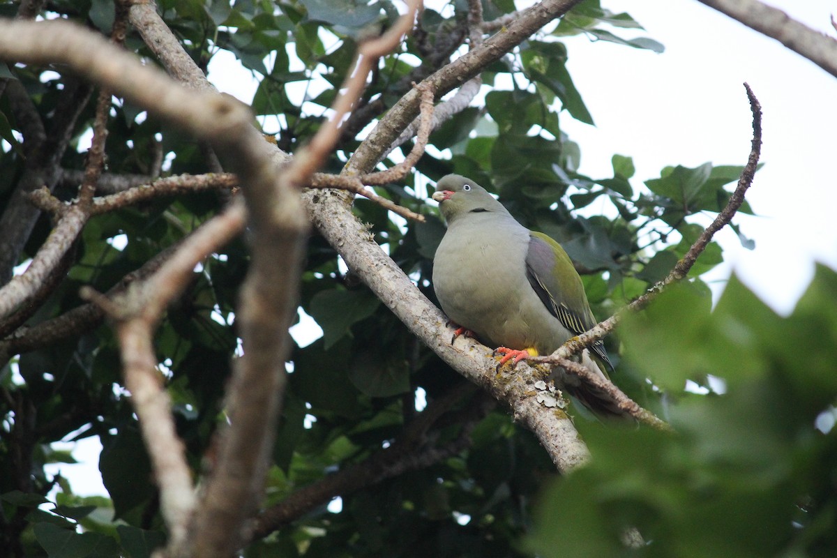 African Green-Pigeon - ML597814051