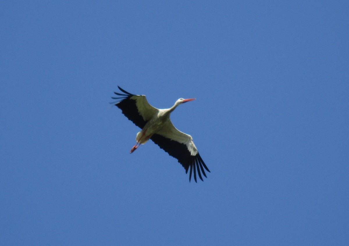 White Stork - ML597820351