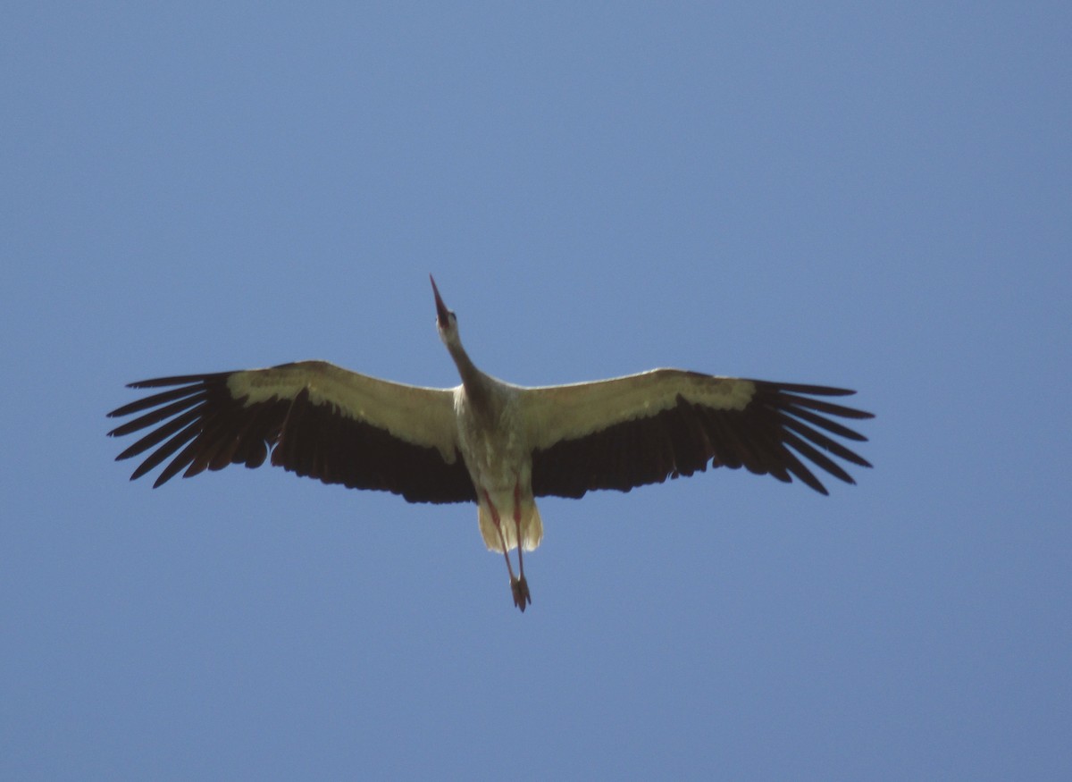 White Stork - ML597820361