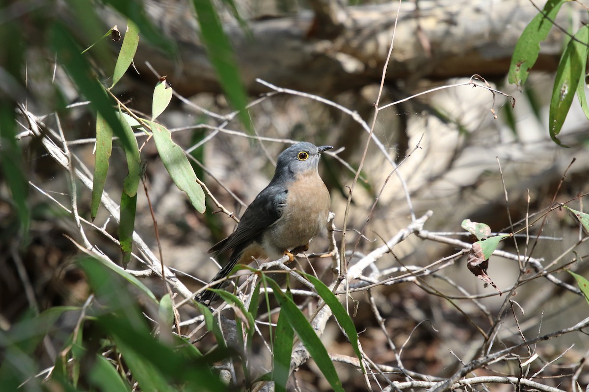 Fan-tailed Cuckoo - ML597821241
