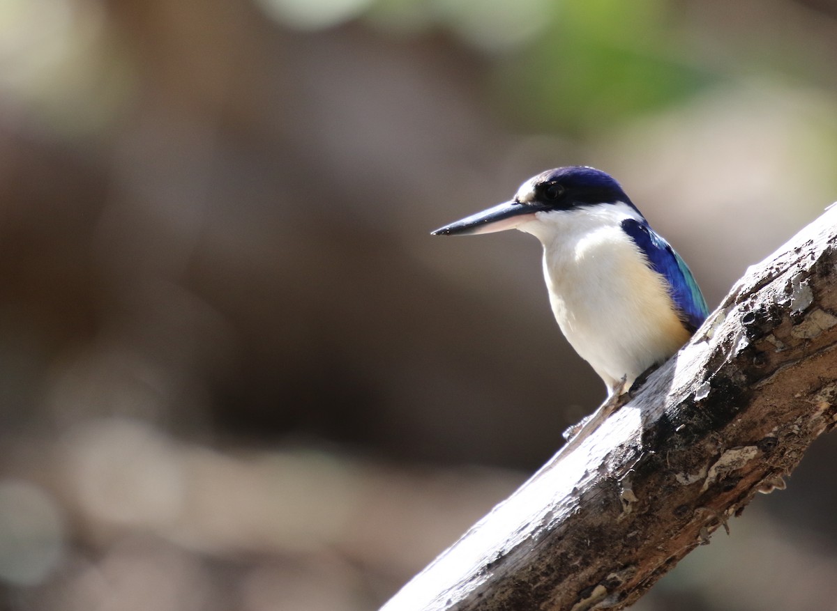 Forest Kingfisher - ML597821401