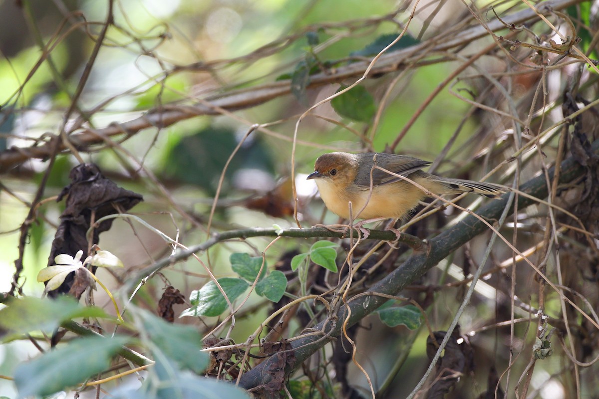 Red-faced Cisticola (Red-faced) - ML597822241