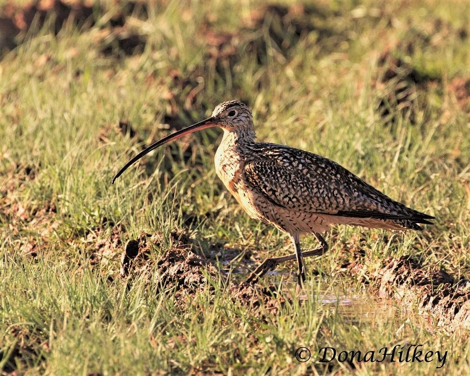 Long-billed Curlew - Dona Hilkey