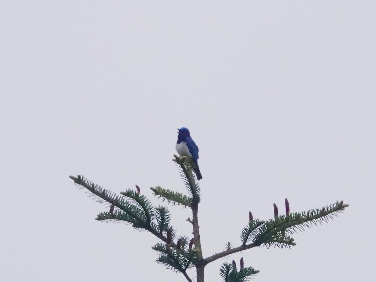 Blue-and-white Flycatcher - ML597825701