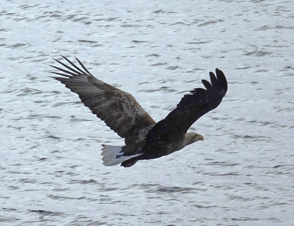 White-tailed Eagle - ML597825811
