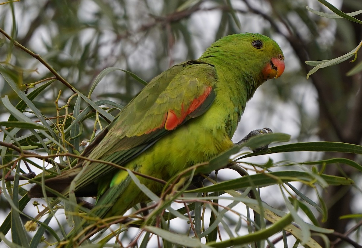 Red-winged Parrot - ML597826841