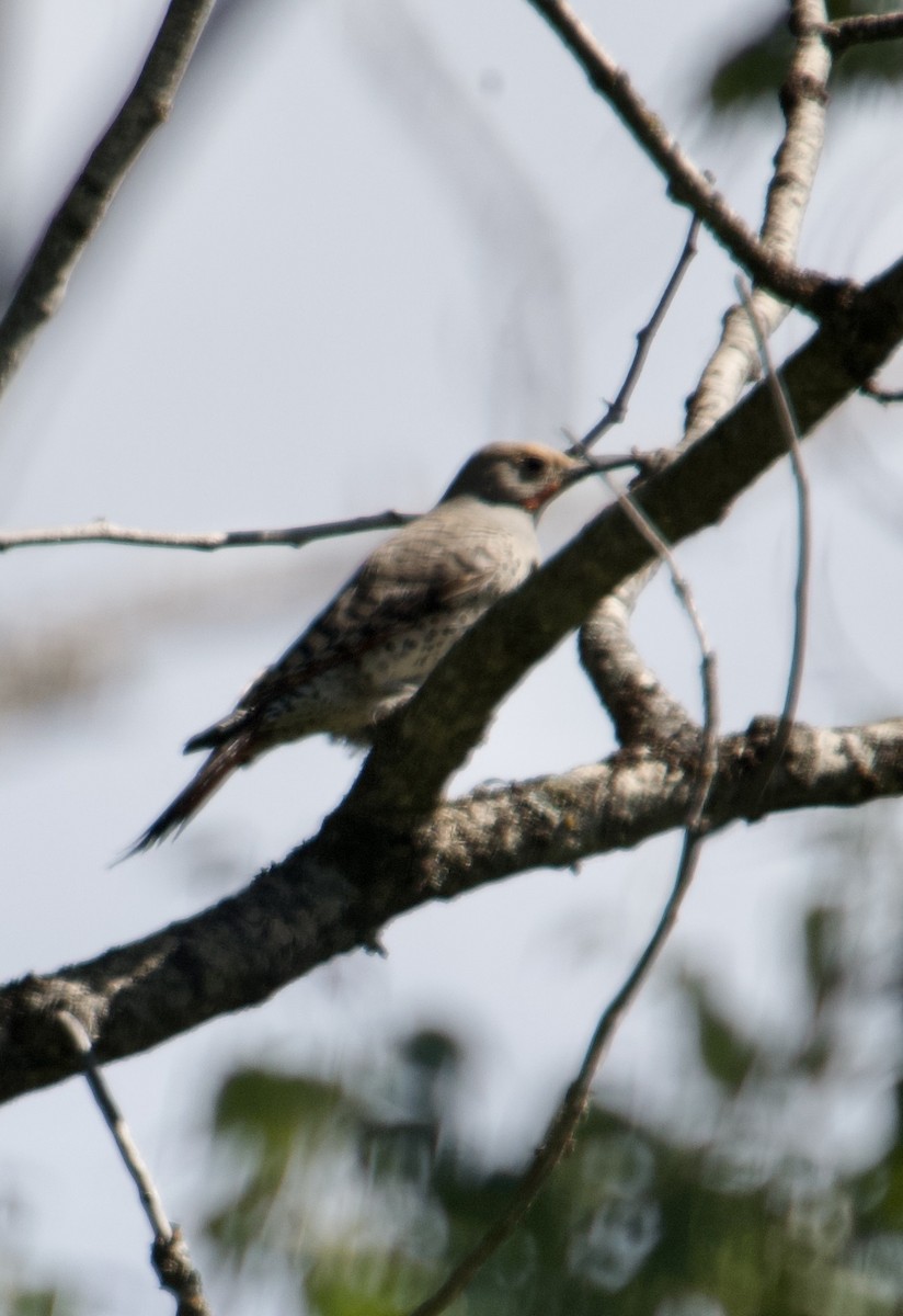 Northern Flicker (Red-shafted) - ML597833121