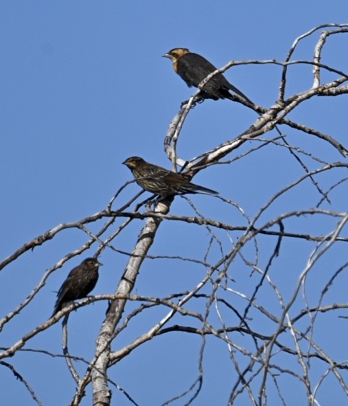 Yellow-headed Blackbird - ML597833971