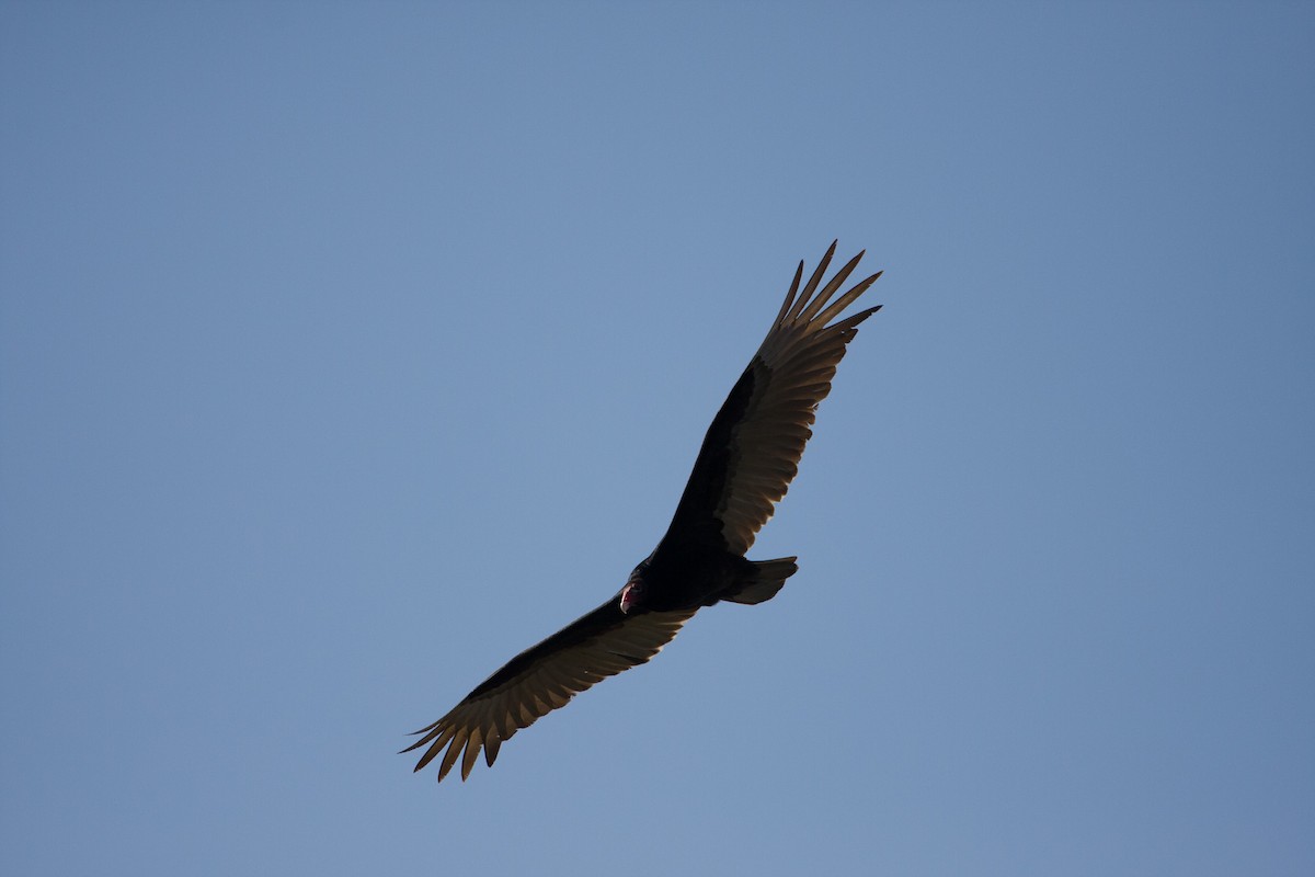 Turkey Vulture - ML597834651