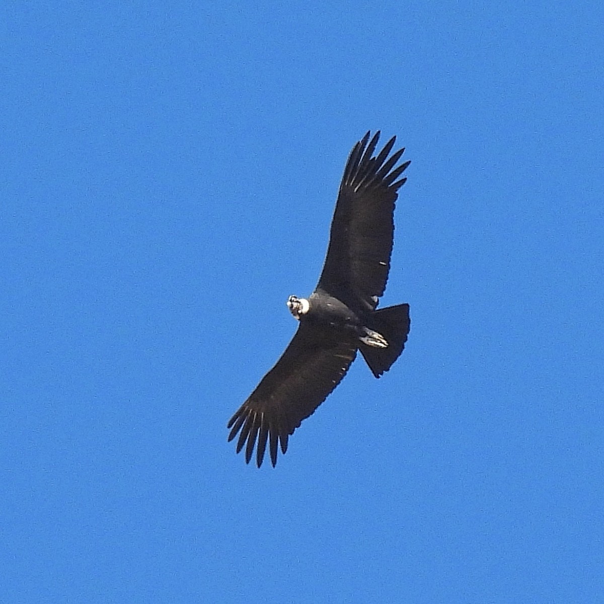 Andean Condor - ML597836761
