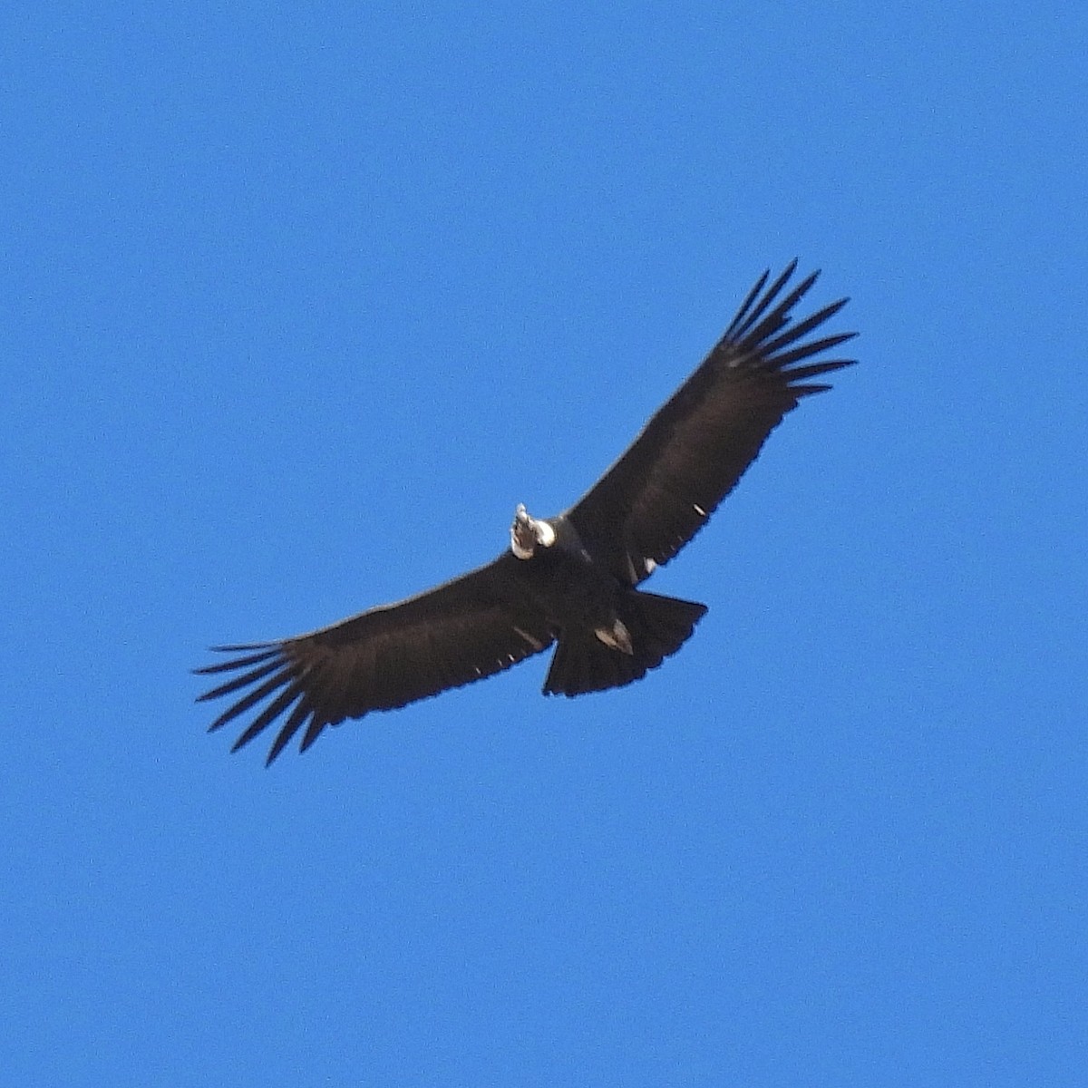 Andean Condor - Pablo Bruni