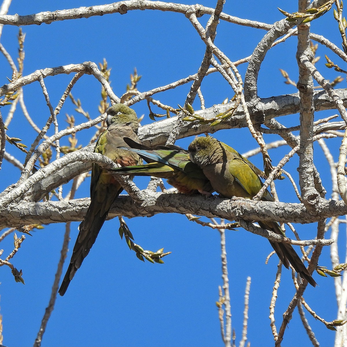 Patagonya Papağanı - ML597836901