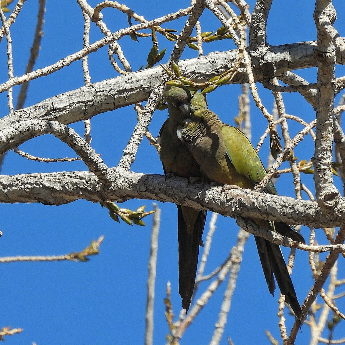 Patagonya Papağanı - ML597836911