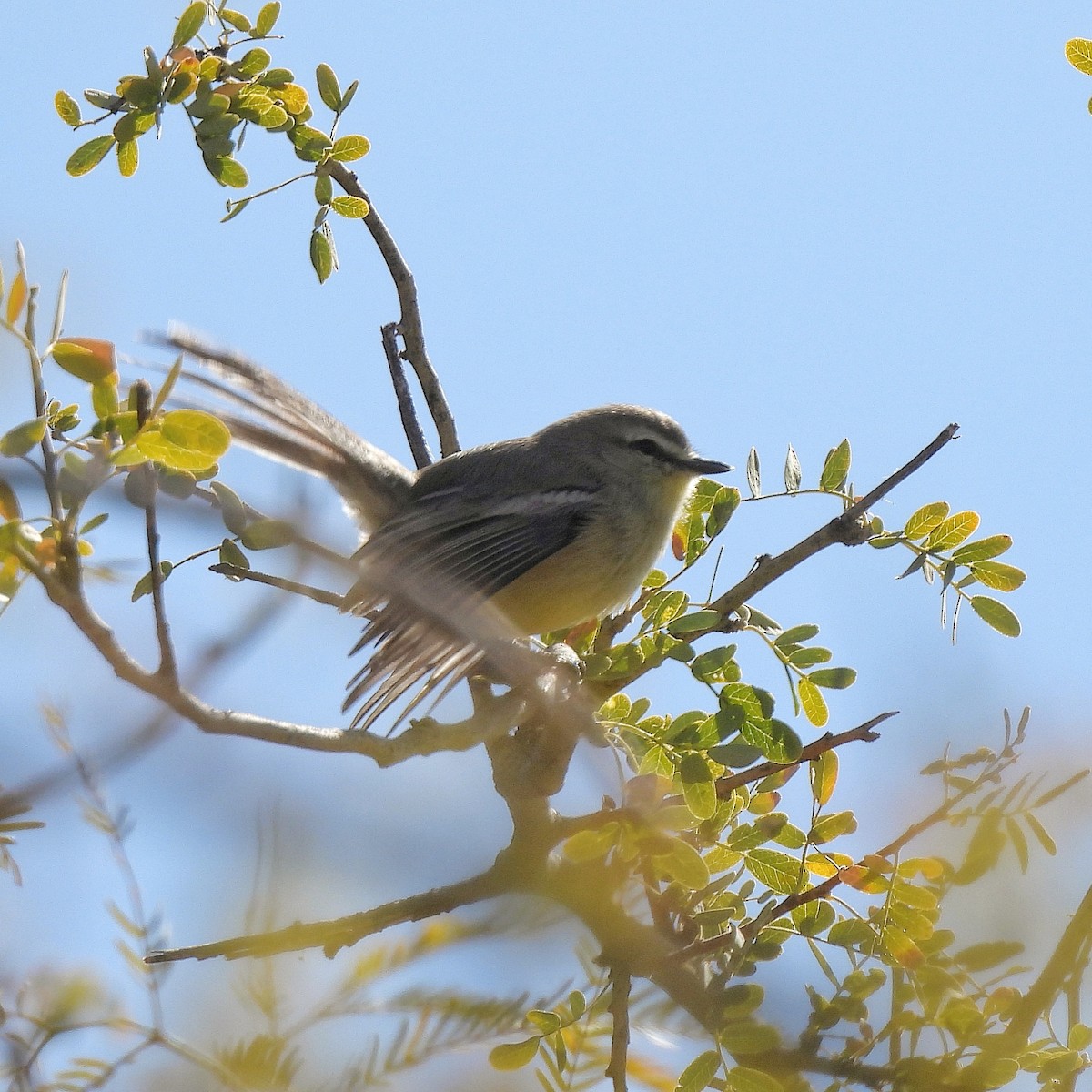 Greater Wagtail-Tyrant - Pablo Bruni