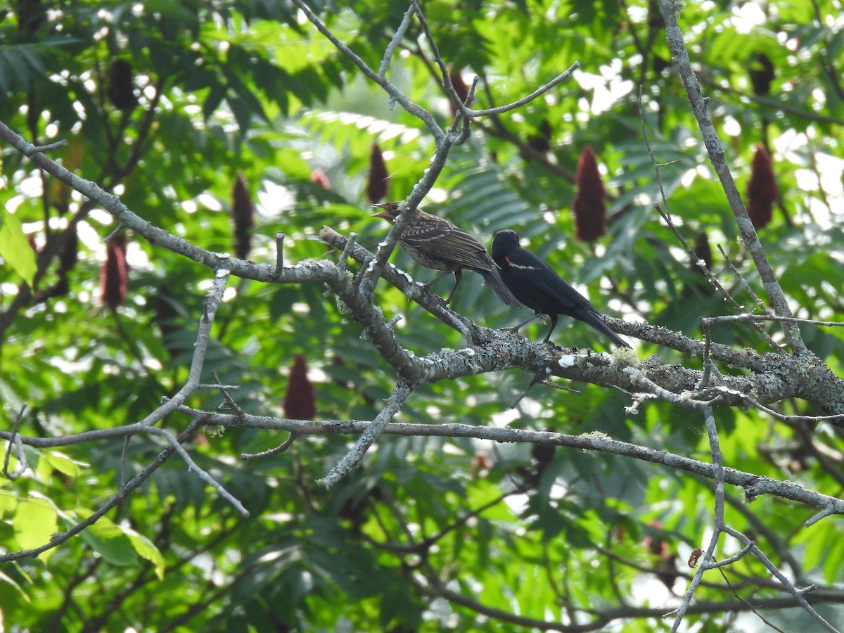 Red-winged Blackbird - ML597837701