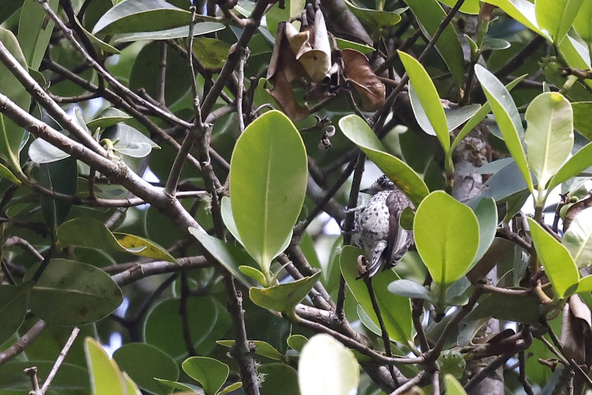 Ocellated Piculet - ML597842711