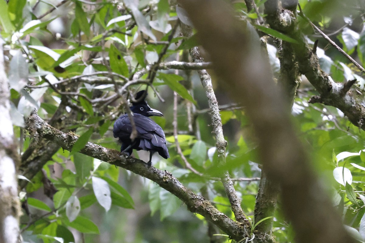 Amazonian Umbrellabird - Daniel Branch