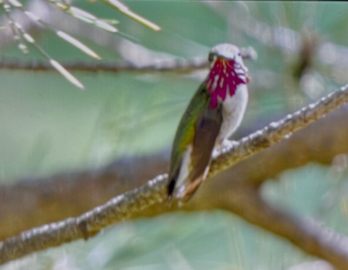 Calliope Hummingbird - ML597843531