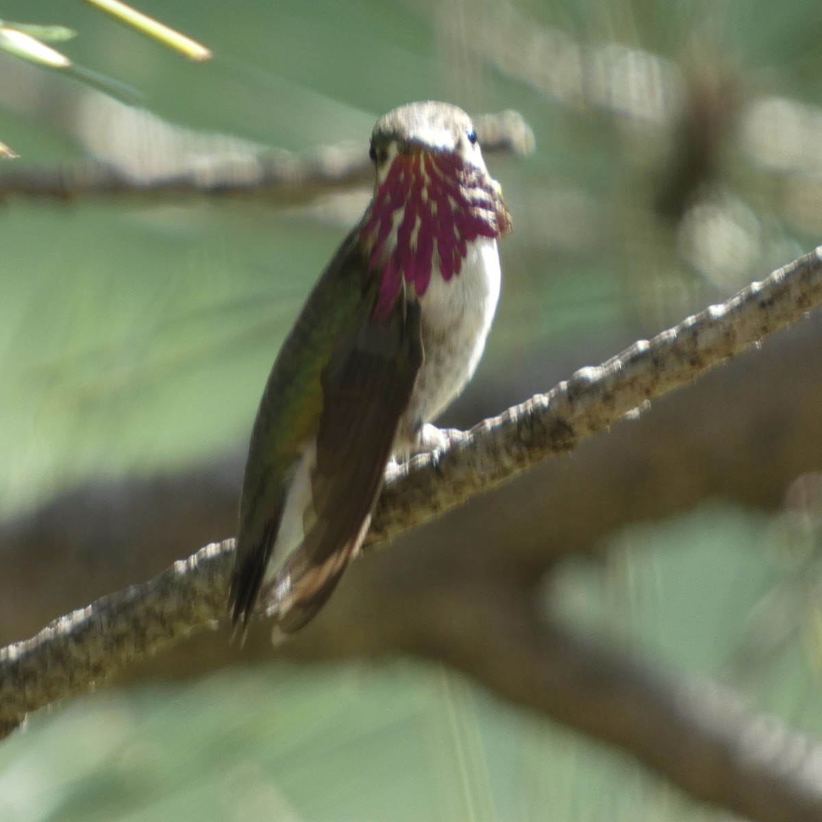 Calliope Hummingbird - ML597843541