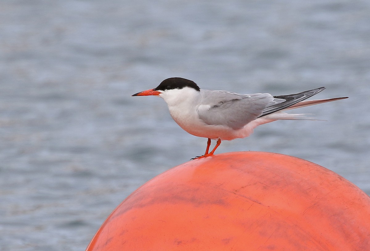 Common Tern - ML597848081
