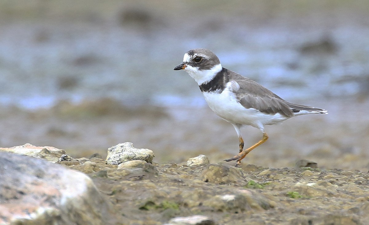 Semipalmated Plover - ML597848151