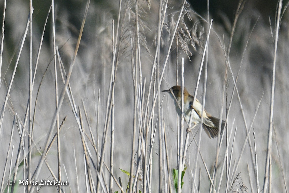 Common Reed Warbler - Mário Estevens