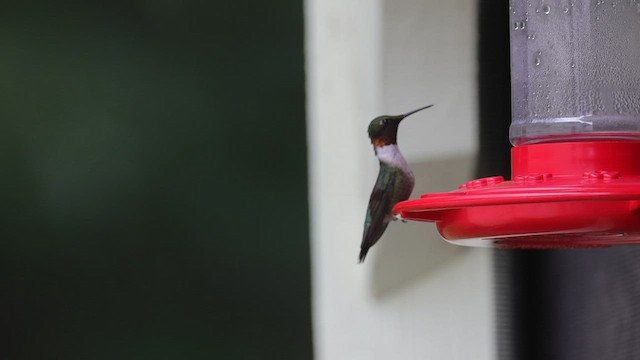 Ruby-throated Hummingbird - ML597854351