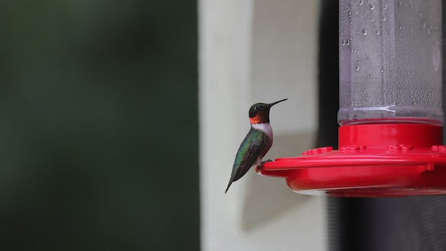 Ruby-throated Hummingbird - ML597854401