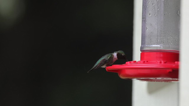 Ruby-throated Hummingbird - ML597854471