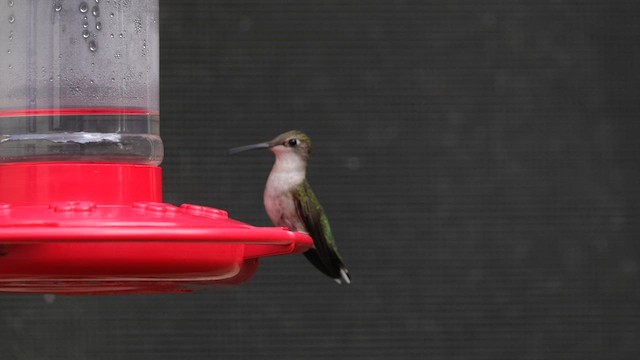 Ruby-throated Hummingbird - ML597854541