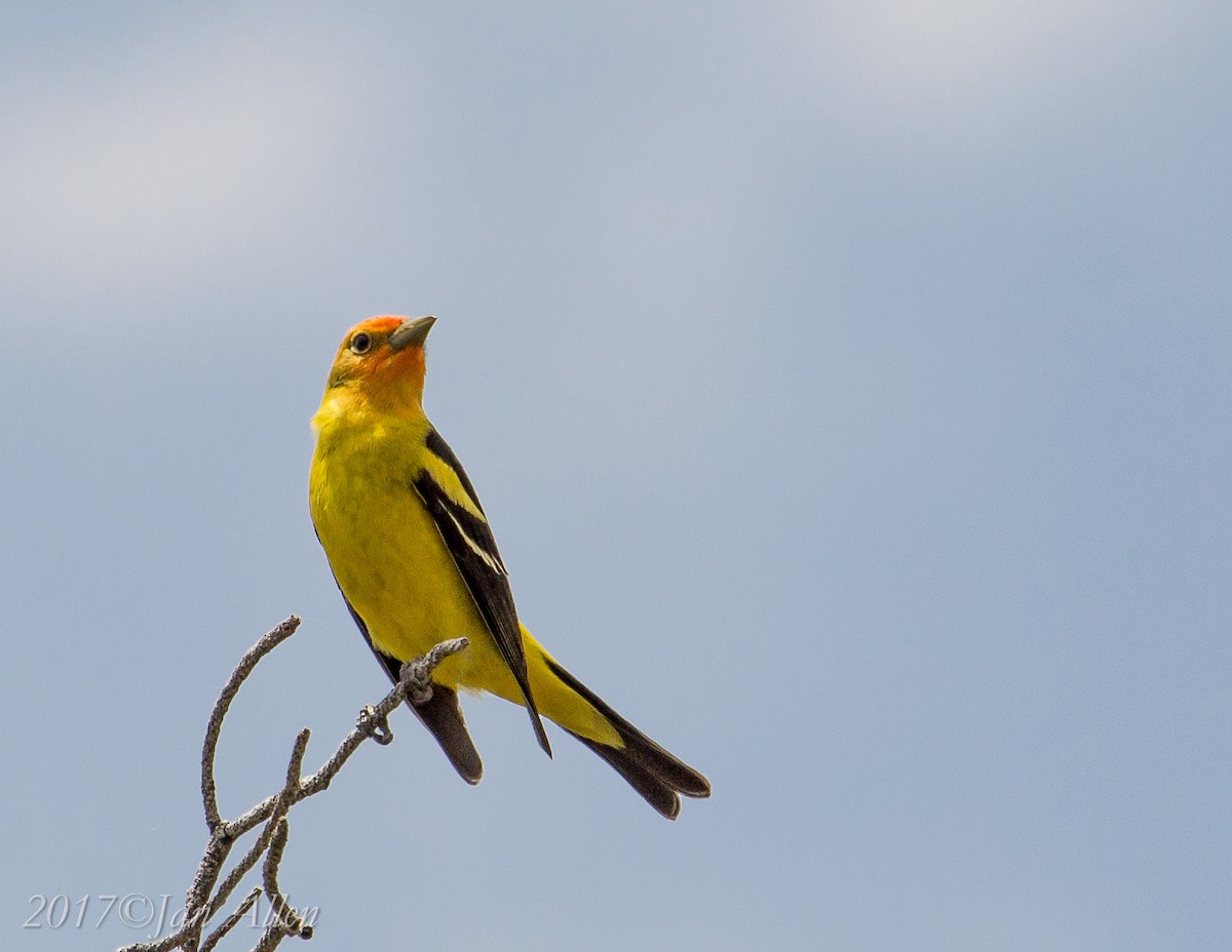 Western Tanager - ML59785541