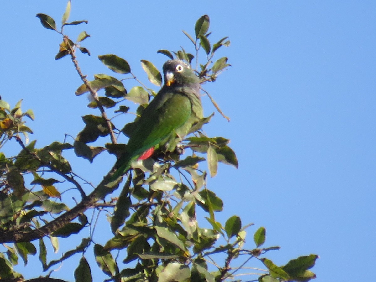 Папуга-червоногуз зеленощокий - ML597858601