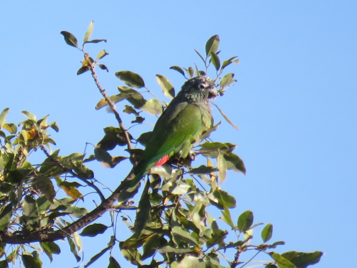 Scaly-headed Parrot - ML597858611