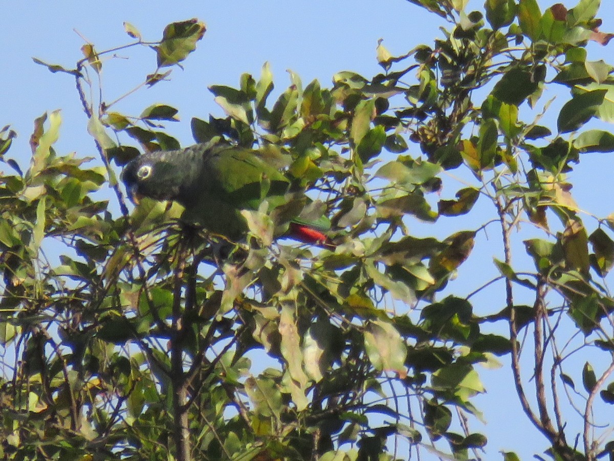 Папуга-червоногуз зеленощокий - ML597858621