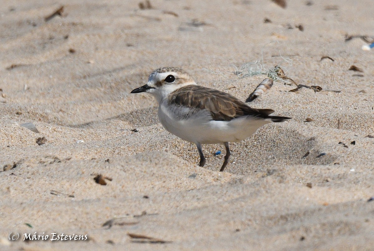 eBird Checklist - 23 Jul 2023 - Praias da Cova do Vapor - 12 species